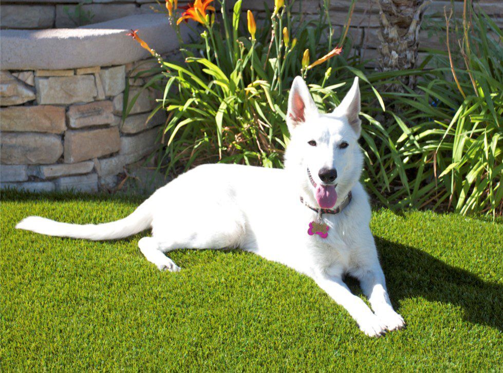 Pet Artificial Grass System for dog runs, dog parks, backyards, Irvine, CA